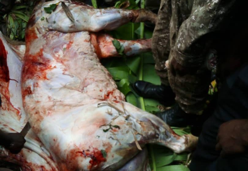 Locals skin lion, share its meat