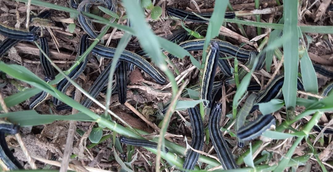 African Army worm ravages crops in 12 districts