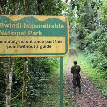 Over UGX 3.38B Remitted to Districts Hosting Bwindi and Mgahinga Game Parks.