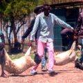 Drama as rioters target Ex-presidents farms and steal live stock during protests
